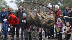 Šumvaldský rybník vydal při výlovu zhruba 85 tun ryb, akce přilákala o víkendu... Šumvaldský rybník vydal při výlovu zhruba 85 tun ryb, akce přilákala o víkendu...