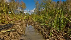 Tůně v Přírodní památce Na Plachtě trpí nedostatkem vody. Prý i kvůli melioraci... Tůně v Přírodní památce Na Plachtě trpí nedostatkem vody. Prý i kvůli melioraci...