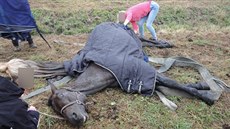 K ve Skalice na Hradecku spadl do potoka. Vytáhnout ho museli hasii...