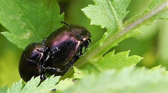 Mandelinka z Podyjí. Druh Chrysolina eurina