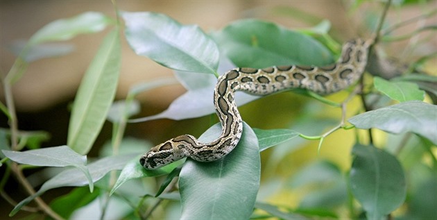Pavilon nejjedovatjích had plzeské zoo Království jedu. Na snímku zmije...