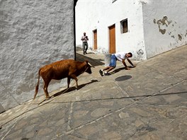 BH S BÝKY. Býk pronásleduje jednoho z úastník tradiního bhu s býky "Toro...