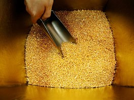 ZLATO. Zamstnanec nabírá zrna, která obsahují 99,99 % istého zlata, v závod...