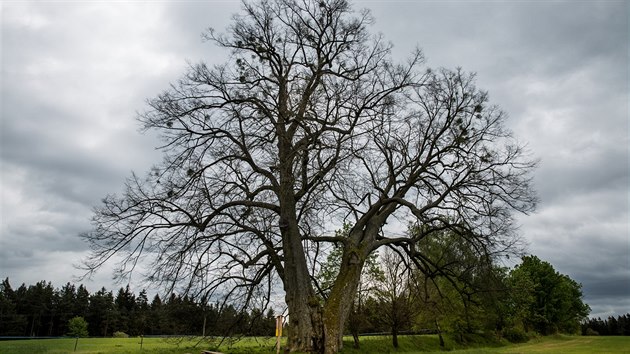 Letonm premiantem ankety o Strom roku se stala lpa, kter roste v Lipce u Hornho Bradla.