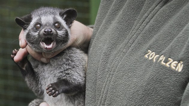 Na zatku ervence se v plzesk zoologick zahrad narodila mlata ovjee skvrnitho. Je to samec a samika. (26. jna 2016)