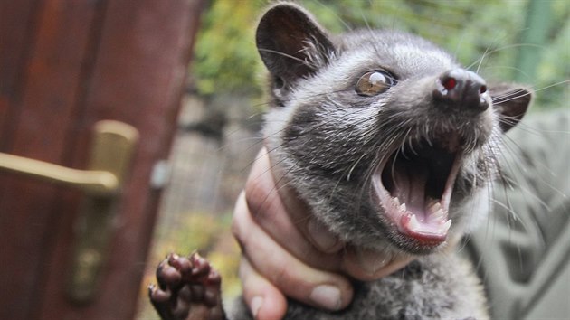 Na zatku ervence se v plzesk zoologick zahrad narodila mlata ovjee skvrnitho. Je to samec a samika. (26. jna 2016)