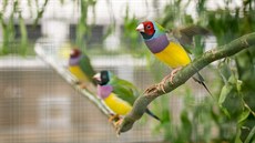 Výstava exotického ptactva na budjovickém Výstaviti.