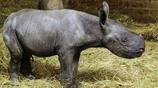 Tetí letoní mlád nosoroce ve dvorské zoo je samika.
