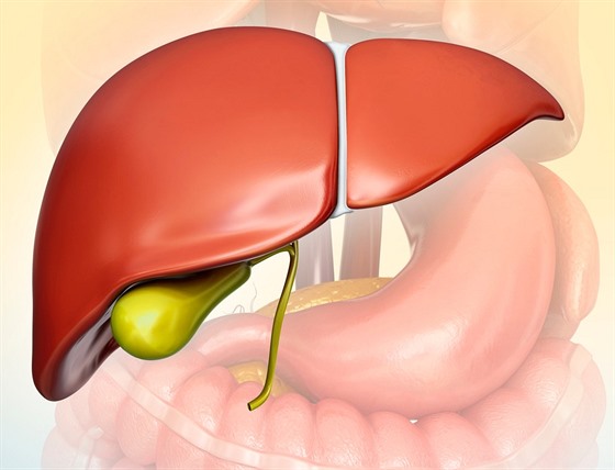 Játra - ilustraní fotografie