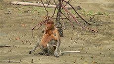 Mangrovové porosty jsou pro kahau nosaté jediným místem na svt, kde mohou...