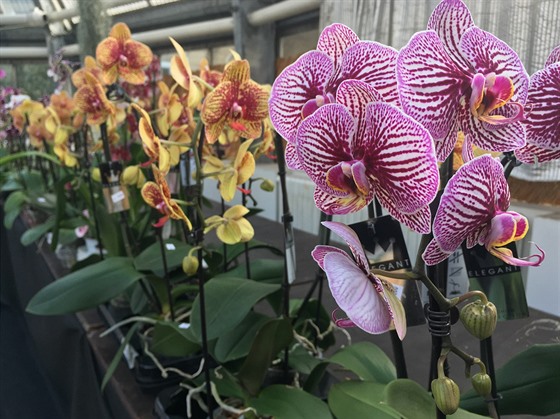 Máme tu orchideje z rzných oblastí od tropických detných prales a po...
