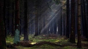U eských Budjovic je les sebevrah