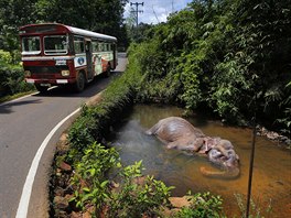 TLEJÍCÍ SLON. Tlející zbytky slona u silnice nedaleko hlavního msta rí Lanky...