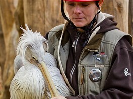 Pracovnci Zoo Dvr Krlov odchytvali destky pelikn ze safari. Pesunuli...