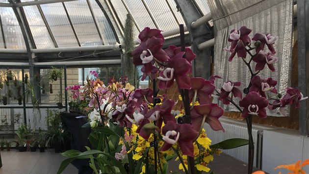 Asi 250 botanickch druh a stovky hybrid prv kvetou v Botanick zahrad Prodovdeck fakulty UK.