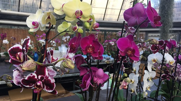 Mme tu orchideje z rznch oblast od tropickch detnch prales a po horsk zem. Mete si prohldnout napklad vzcn druh Paphiopedilum, co je zstupce asijskch orchidej tropickch, k Ladislav Pavlata, editel botanick zahrady.