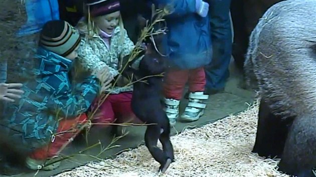 Půlroční Ajabu začíná aktivně komunikovat s okolím, včetně dětí za sklem.