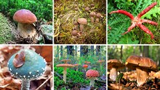 Prvních šest ze sedmi vítězných snímků houbařské fotosoutěže na Hobby iDNES.cz Prvních šest ze sedmi vítězných snímků houbařské fotosoutěže na Hobby iDNES.cz