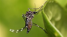 Tropický komár Aedes aegypti, který mimo jiné penáí i virus zika.