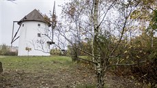 Největší ze tří bříz ojcovských v již vyčištěném prostoru u skanzenu Stará Ves... Největší ze tří bříz ojcovských v již vyčištěném prostoru u skanzenu Stará Ves...