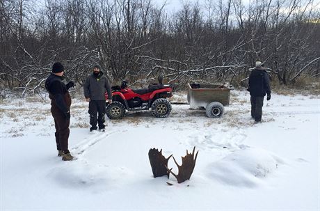 Dva losí samci umrzli u vesnice Unalakleet na Aljace poté, co se pi souboji...