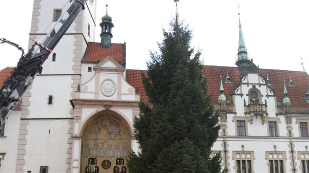 Pevoz vánoního stromu v Olomouci (13. listopadu 2016).