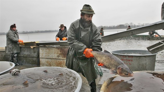 Vlov ptasedmdest hektar rozlehlho rybnku Bezru v Jistebnku nedaleko Ostravy. (12. listopadu 2016)