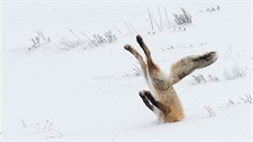 Celkovým vítězem soutěže The Comedy Wildlife Photo Awards 2016 se stala Angela... Celkovým vítězem soutěže The Comedy Wildlife Photo Awards 2016 se stala Angela...