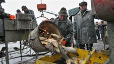 Výlov pětasedmdesát hektarů rozlehlého rybníku Bezruč v Jistebníku nedaleko... Výlov pětasedmdesát hektarů rozlehlého rybníku Bezruč v Jistebníku nedaleko...