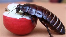 Švábí rekordmanka z Chabařovic. Švábí rekordmanka z Chabařovic.