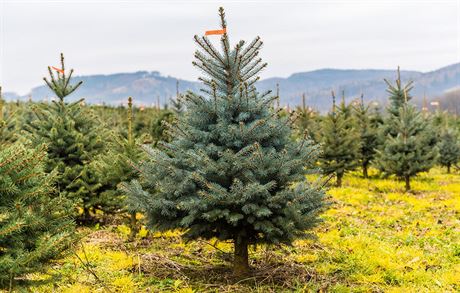 Na plantái nad obcí Chomý roste a voní víc ne 200 tisíc stíbrných smrk a...