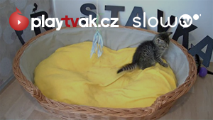 Hrající si koťátka Hrající si koťátka