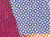 Potitn papr pod levnm mikroskopem