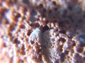 Kamnek pod levnm mikroskopem