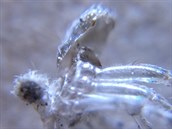Pavouek pod levnm mikroskopem (UV)
