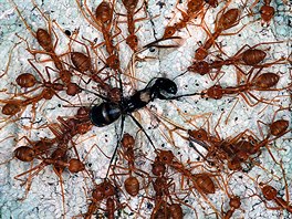Mravenci krejíci paralyzují mravence jiného druhu. Zda ho seerou, nebo ho...