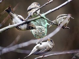 KRMÍTKO. Vrabci hodují na ptaím zobu, který jim v koví pipravil nkterý z...