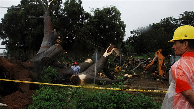 Pracovnci msta Panama City eou strom, kter spadl pi tropick boui Otto (22. listopadu 2016)