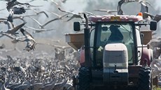 Izraelští zemědělci pochopili, že se jim vyplatí hejna jeřábů raději nakrmit,... Izraelští zemědělci pochopili, že se jim vyplatí hejna jeřábů raději nakrmit,...
