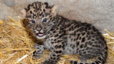 V pořadí třinácté mládě levharta mandžuského narozené v zoologické zahradě na... V pořadí třinácté mládě levharta mandžuského narozené v zoologické zahradě na...