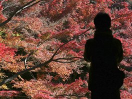 PODZIM. Do podzimního hávu se zbarvila i zahrada Koiikawa Korakuen v Tokiu....