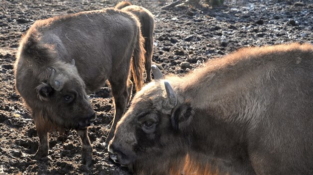 Rok a pl star samice zubra Arya, kter se narodila v olomouck zoologick zahrad na Svatm Kopeku loni v kvtnu.