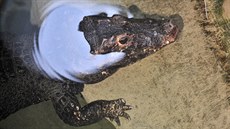Tropickému pavilonu v jihlavské zoo je u rok. Krokodýli jsou jednou z jeho...