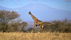 irafa prochází savanou keského Národního parku Amboseli. V pozadí je vidt...