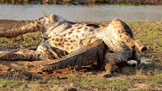 Krokodýl hoduje na uhynulé iraf v Krugerov národním parku v Jihoafrické...