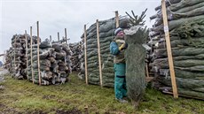 Do skladu vánoních stromk v Únticích naveze firma Baobab ped Vánocemi...