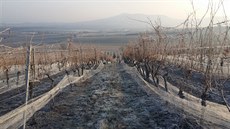 CHÂTEAU VALTICE posbíralo hrozny na ledové víno.