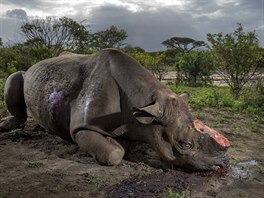 Mrtvý nosoroec dvourohý po útoku paerák v jihoafrické pírodní rezervaci...