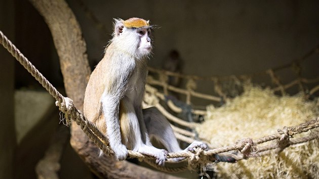 Jihoesk zoologick zahrada v Hlubok nad Vltavou je oteven i pes zimu. Uvidte v n i kokodana husarskho.