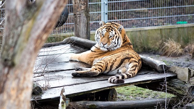 Jihoesk zoologick zahrada v Hlubok nad Vltavou je oteven i pes zimu. Uvidte v n napklad tygra ussurijskho.